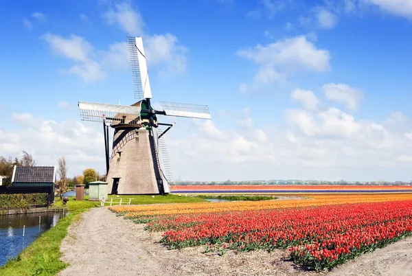 Typisch Archetypische Holländische Szene Mit Windmühle Und Endlosen Blumenbeeten Mit — Stockfoto