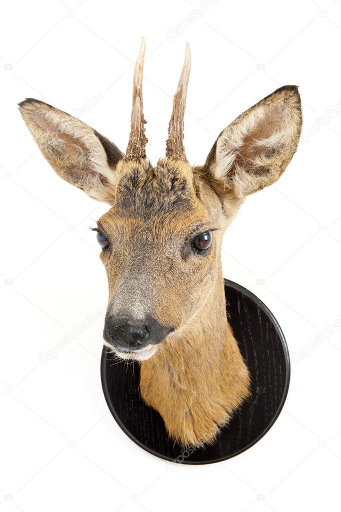 The stuffed head of a young roe deer