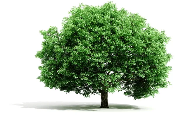 Drzewa 3D renderowania na białym tle — Zdjęcie stockowe