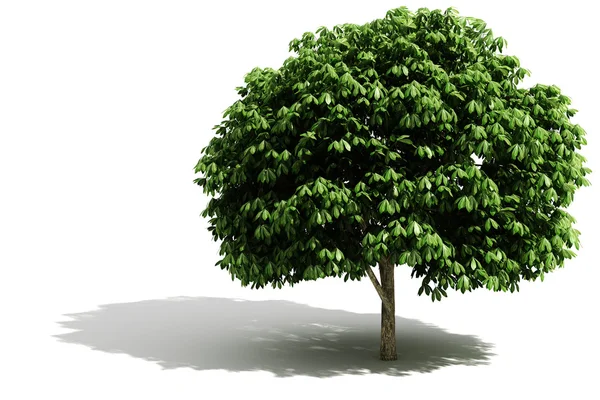 Rendering albero 3d su sfondo bianco — Foto Stock
