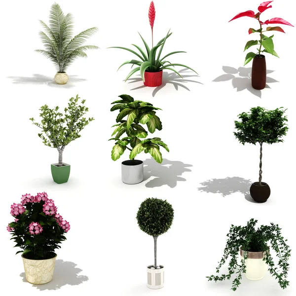 3D opakowanie piękne rośliny do domu — Zdjęcie stockowe