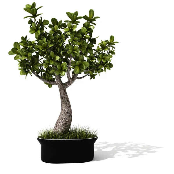 3D krásné domácí rostliny — Stock fotografie