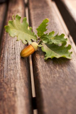 Oak acorn and leaves clipart