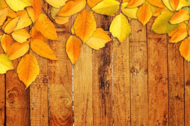 Autumn leaves clipart