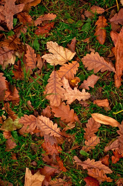 Detalle de otoño — Foto de Stock