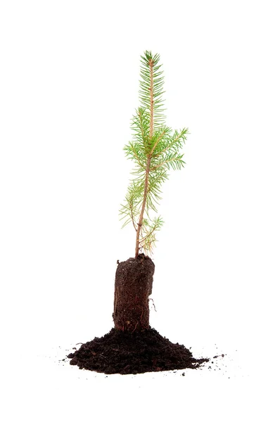 Tree in Soil — Stock Photo, Image