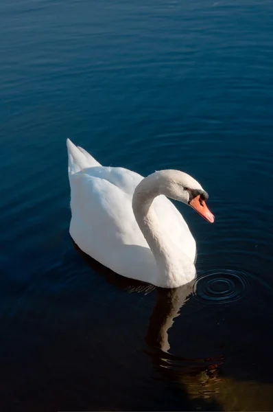 Swan i sjön — Stockfoto