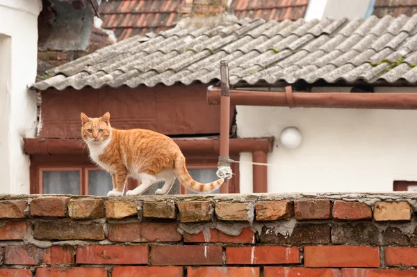 Domestic Cat Street — Stock Photo, Image