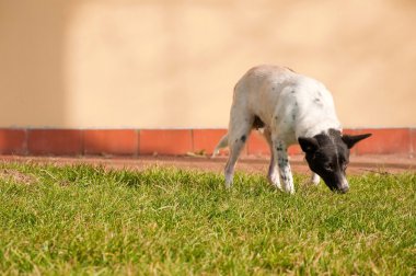 sokakta yalnız hungr terk edilmiş, korkmuş genç siyah köpek