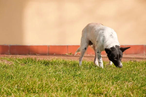 Sokakta Yalnız Hungr Terk Edilmiş Korkmuş Genç Siyah Köpek — Stok fotoğraf