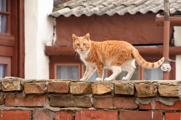 Кошка на улице — стоковое фото