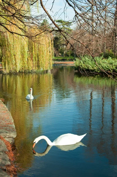 Beautiful White Swan Water — Stock Photo, Image