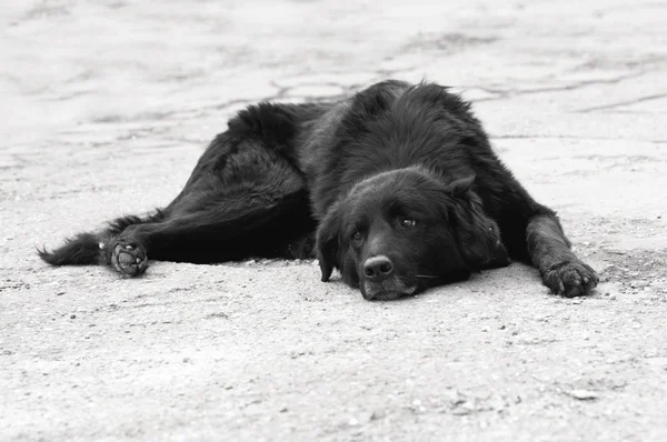 Üzgün yaşlı köpek — Stok fotoğraf