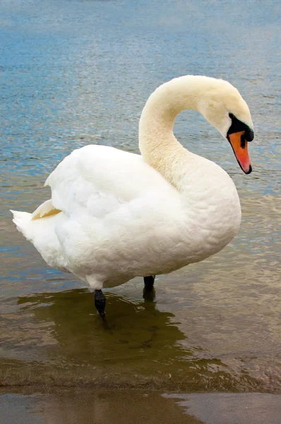 Swan in lake — Stock Photo, Image