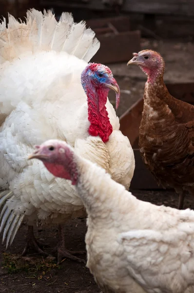 Domestic turkey — Stock Photo, Image