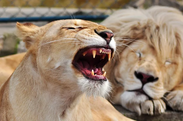 ホワイト ライオン — ストック写真