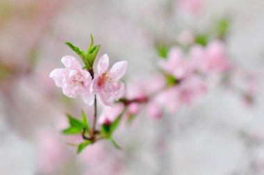 Cherry blossom clipart