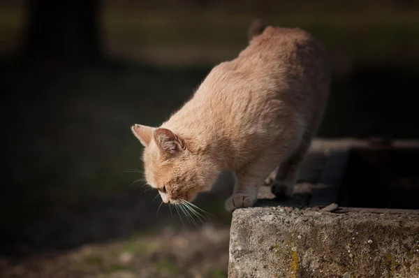 Streunende Katze — Stockfoto