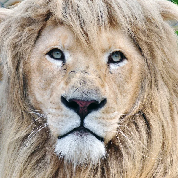Vita lejon — Stockfoto