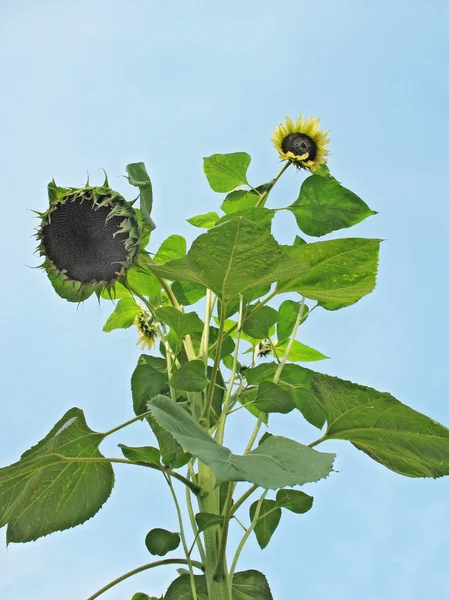 Tall sunflower or sunflower (Helianthus), family Asteraceae — Stock Photo, Image