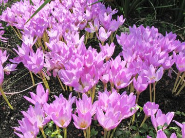 Colchicum