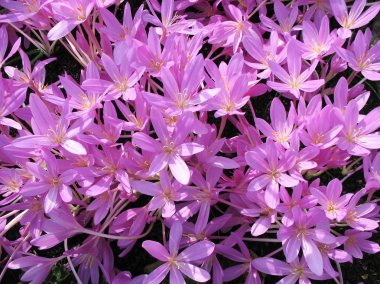 Colchicum clipart