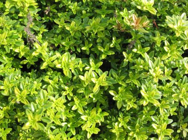 Kekik (Thymus citriodorus). Açık yeşil çimenli arka plan