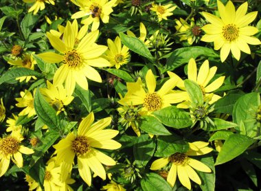 Geliopsis (Heliopsis helianthoides), family Asteraceae clipart