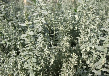 pursha pelin (artemisia purshiana), Aile bitki