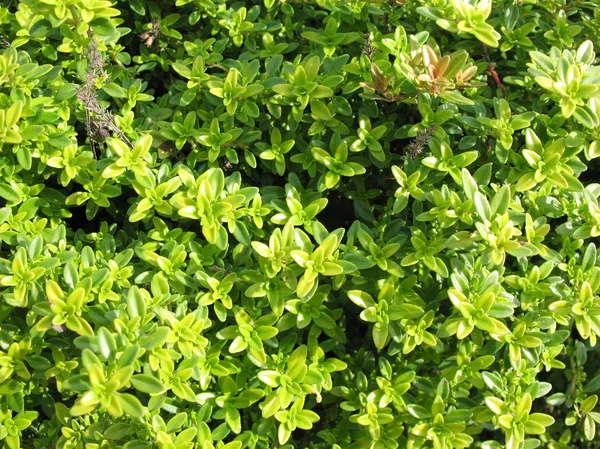 Thymian (Thymus citriodorus). hellgrünem Grashintergrund — Stockfoto