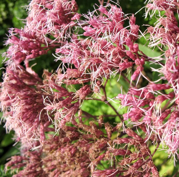 Kentrantus fiorito (Centranthus), famiglia valeriana — Foto Stock