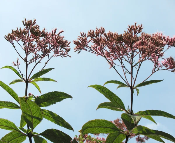 Blooming kentrantus (Centranthus), valerian family, against the sky — Stock Photo, Image