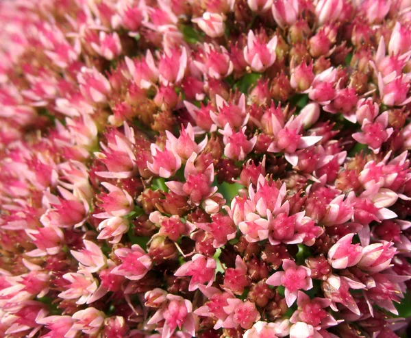 Цветущие Седумы видные, или каменистые (sedum), семейство Crassulaceae — стоковое фото