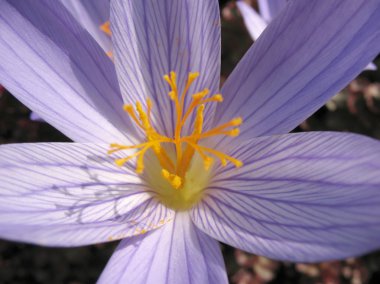 Colchicum