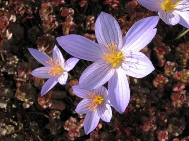 Colchicum