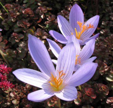 Colchicum