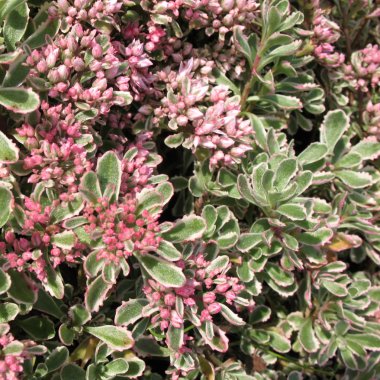 Bahçedeki yanlış veya hendek stonecrop, form tricolor (bahçedeki spurium)