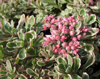 Bahçedeki yanlış veya hendek stonecrop, form tricolor (bahçedeki spurium)