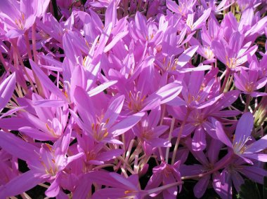 Colchicum