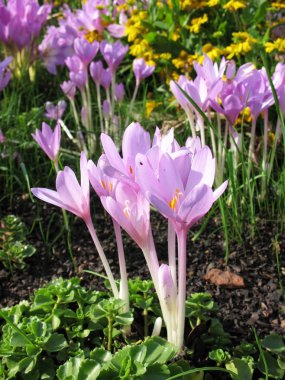 Colchicum