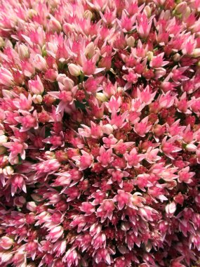 çiçek açan bahçedeki tanınmış veya hendek stonecrop (bahçedeki), Aile crassulaceae