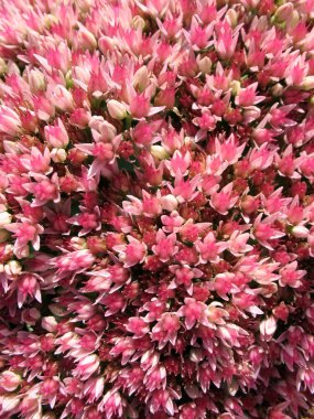 Blooming Sedum prominent, or stonecrop (sedum), family Crassulaceae clipart