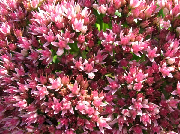 Blommande sedum framträdande eller fetknopp (sedum), familjen Fetbladsväxter — Stockfoto
