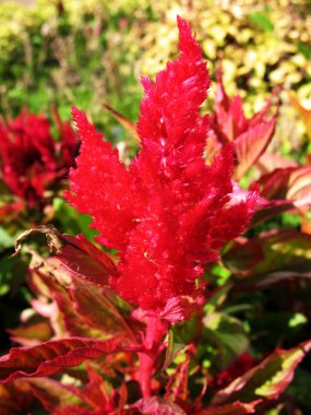 celosia argentea, Amaranth bir aile