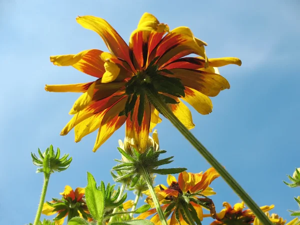 Hybrid rudbeckia (Rudbeckia x hybrida) against the blue sky — Stock Photo, Image