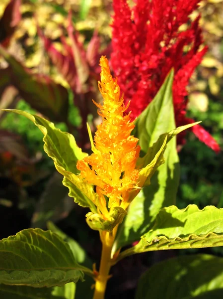 stock image Celosia argentea, a family of Amaranth