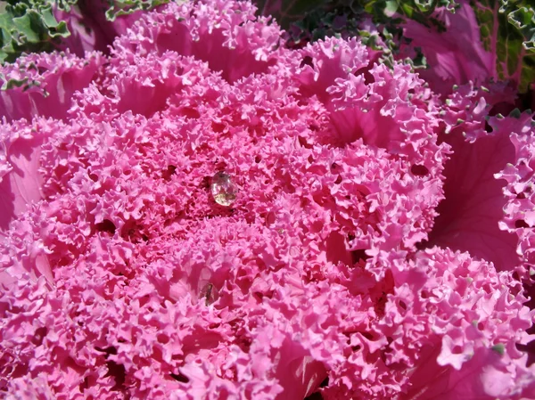 Капустный сад кудрявый, декоративный (Vrassica oleracea), распятый — стоковое фото