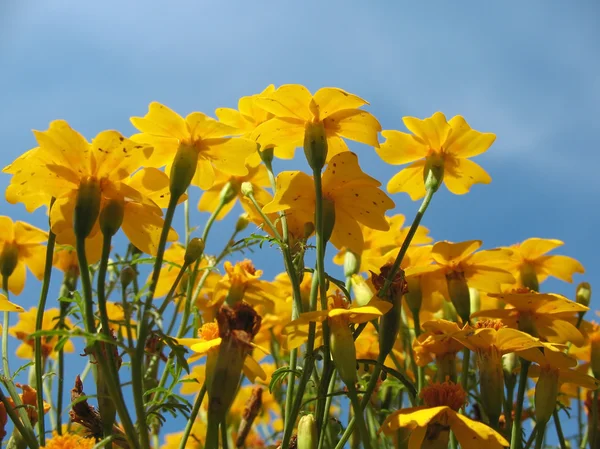Blooming marigolds (Tagetes) against the blue sky — Stock Photo, Image
