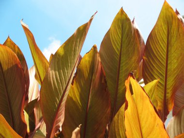 Leaves kordiliny shrub (Cordylina fruticosa) against the sky clipart