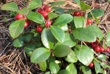 Gaulteriya Recumbent (Gaultheria procumbens), the family Ericaceae clipart